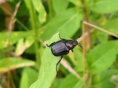 Strigoderma pygmaea