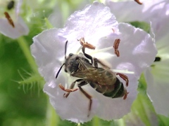 Andrena geranii