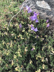Penstemon davidsonii praeteritus