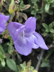Penstemon davidsonii praeteritus