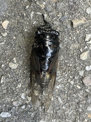 Cryptotympana holsti