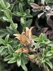 Penstemon davidsonii praeteritus