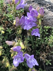Penstemon davidsonii praeteritus