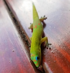 Phelsuma