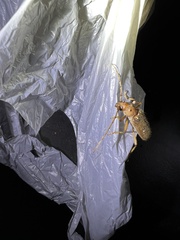 Eburia mutica