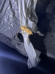 Eburia mutica