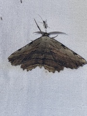 Lytrosis