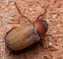 Phyllophaga quercus