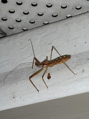 Rocconota annulicornis