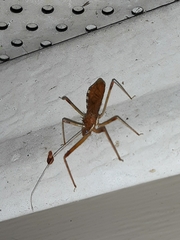 Rocconota annulicornis