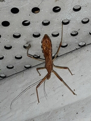 Rocconota annulicornis