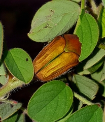 Cotinis pauperula