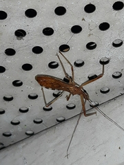 Rocconota annulicornis