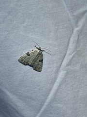 Leuconycta