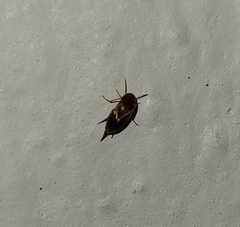 Mordellidae