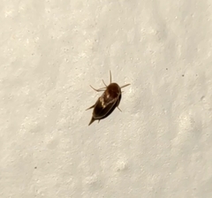 Mordellidae