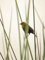 Chrysomus icterocephalus