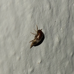 Mordellidae