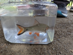 Systomus orphoides