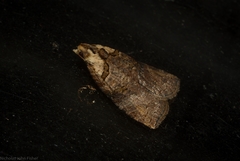 Cryptoptila crypsilopha