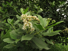 Ageratina tinifolia