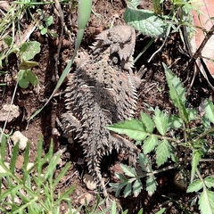 Phrynosoma orbiculare