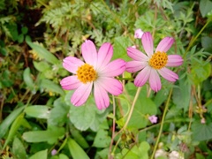 Cosmos caudatus