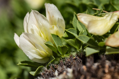 Barneby's Clover (Trifolium barnebyi)