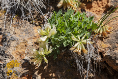 Trifolium barnebyi