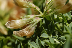 Trifolium barnebyi