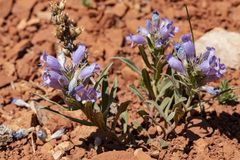 Penstemon eriantherus cleburnei