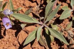 Penstemon eriantherus cleburnei