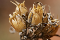 Penstemon eriantherus cleburnei