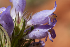 Penstemon eriantherus cleburnei