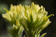 Castilleja angustifolia