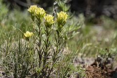 Castilleja angustifolia