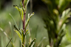 Castilleja angustifolia