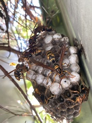 Polistes jokahamae