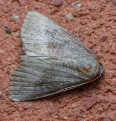 Ogdoconta