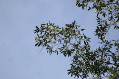 Helietta apiculata