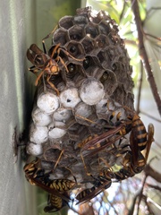 Polistes jokahamae