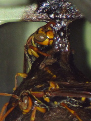 Polistes jokahamae