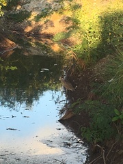 Nyctanassa violacea violacea