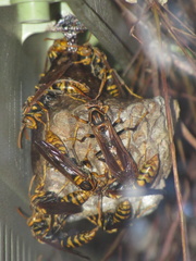 Polistes jokahamae
