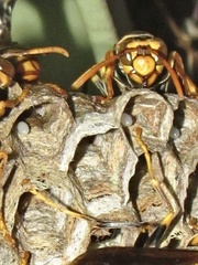 Polistes jokahamae