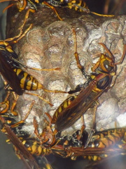 Polistes jokahamae