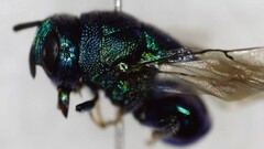 Euperilampus triangularis