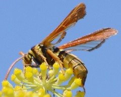 Paranthrene robiniae
