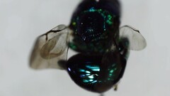 Euperilampus triangularis