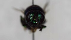 Euperilampus triangularis